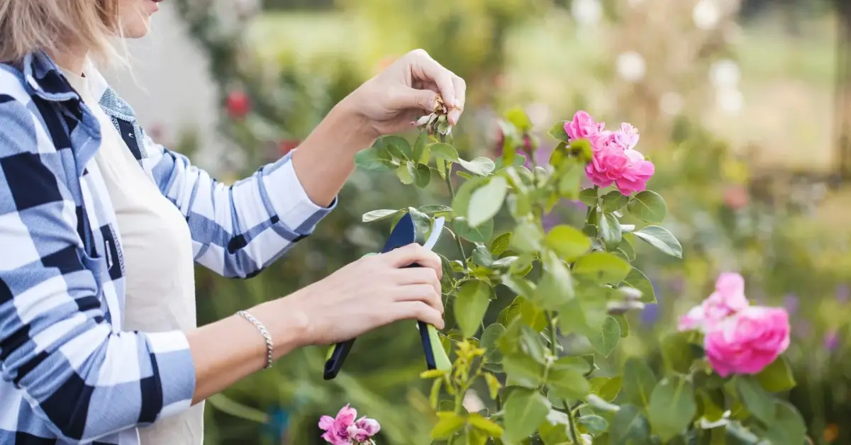 How to Treat Powdery Mildew on Roses
