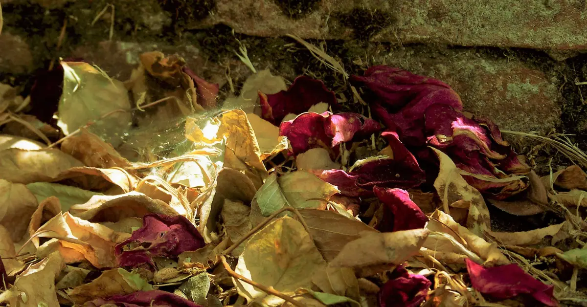 How to Treat Powdery Mildew on Roses