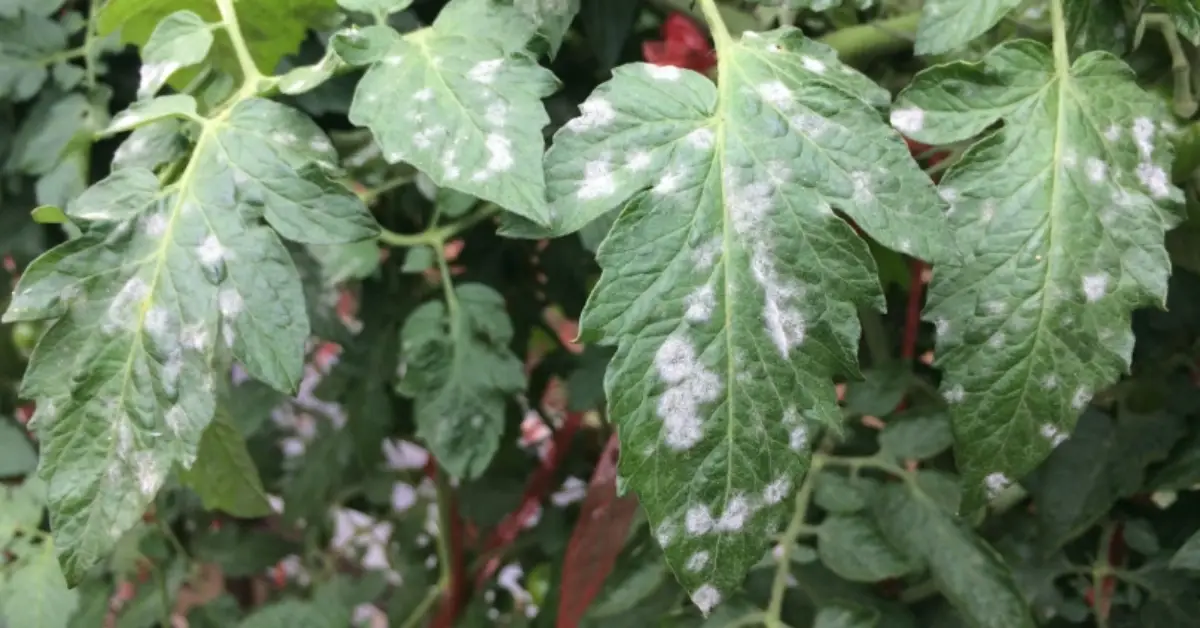 How to Use Milk Spray to Stop Powdery Mildew Naturally