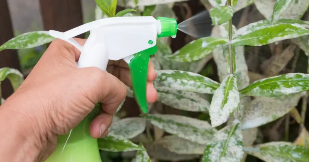 How to Use Milk Spray to Stop Powdery Mildew Naturally