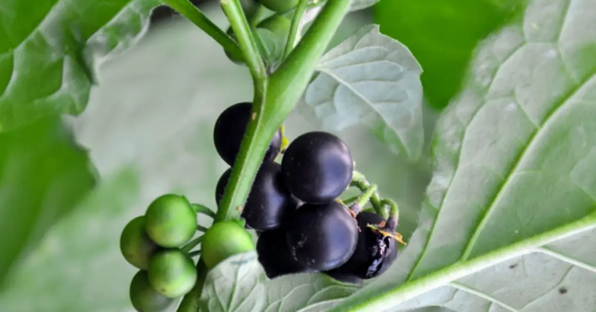 Is Belladonna Toxic