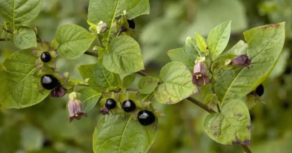 Is Belladonna Toxic