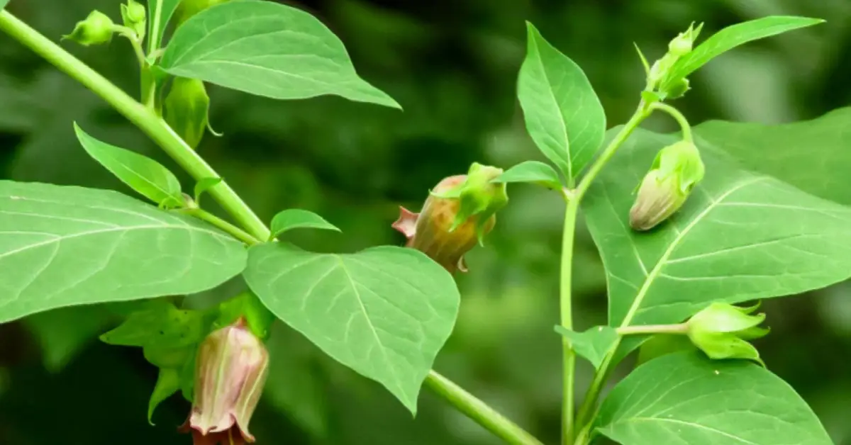 Is Belladonna Toxic