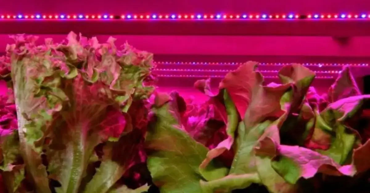 Is Red Light Good for Plants