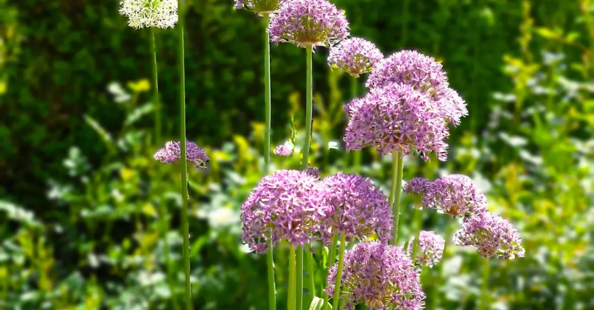 Plants That Secretly Invite Rats into Your Garden