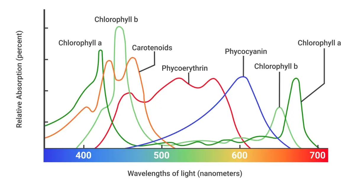 The Role of Green Light in Plant Growth