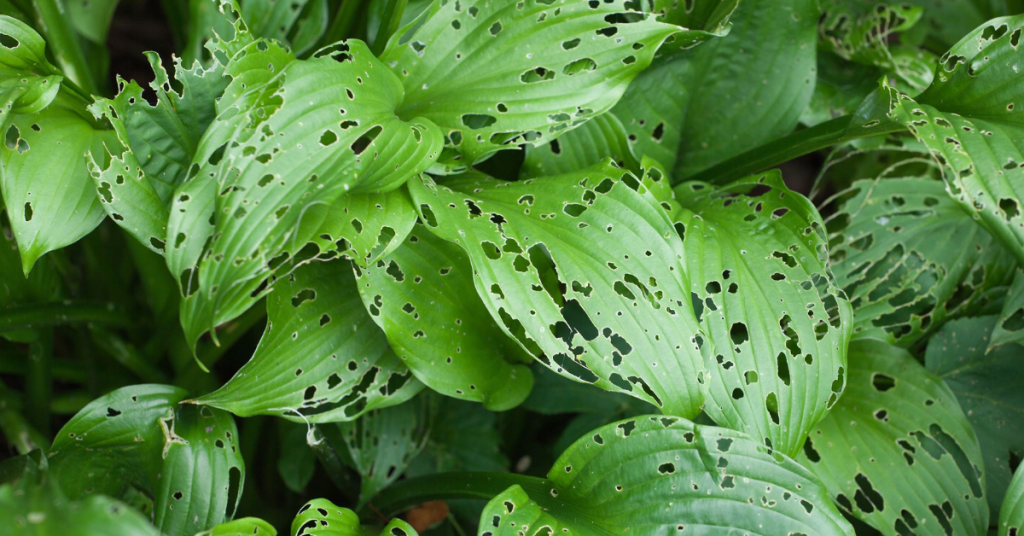 Tiny Holes in Plant Leaves
