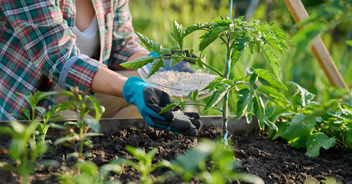 Top Plants to Fertilize in Fall
