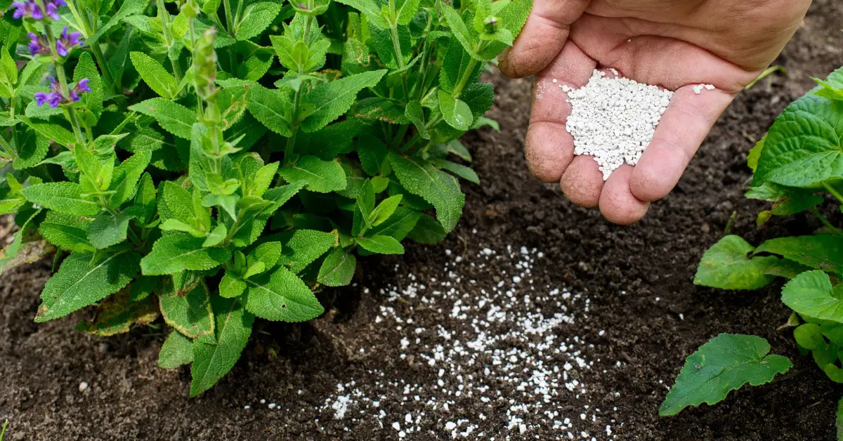 Top Plants to Fertilize in Fall