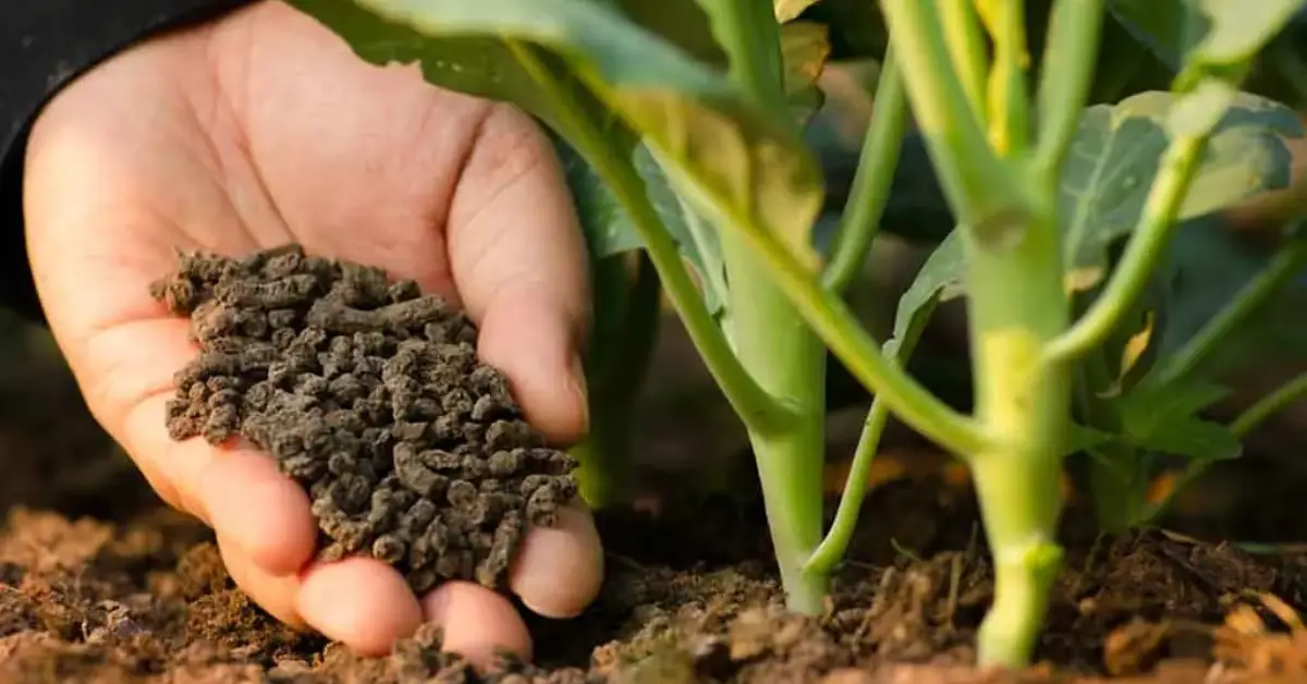 Top Plants to Fertilize in Fall