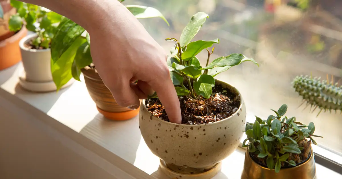 Vacation Plant Care