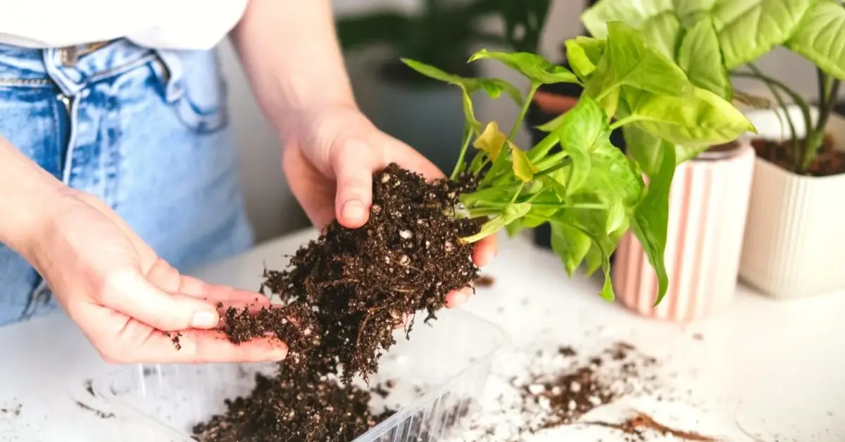 Vacation Plant Care