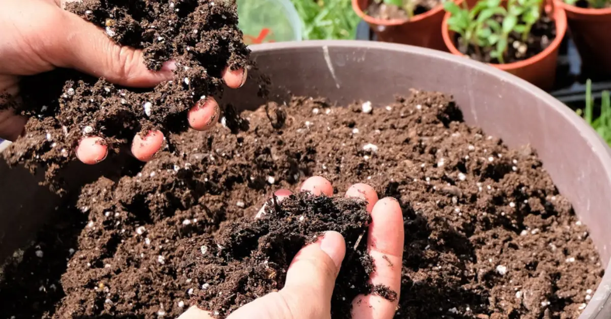 Vermiculite vs Perlite