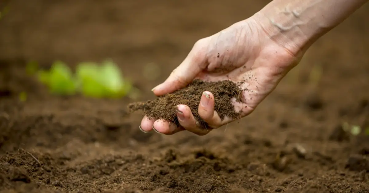 What is Loam Soil for Plants