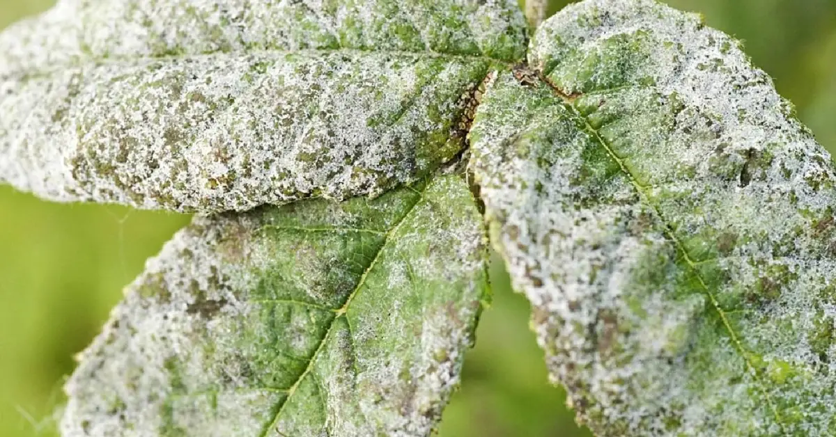 What’s Causing Holes in My Leaves