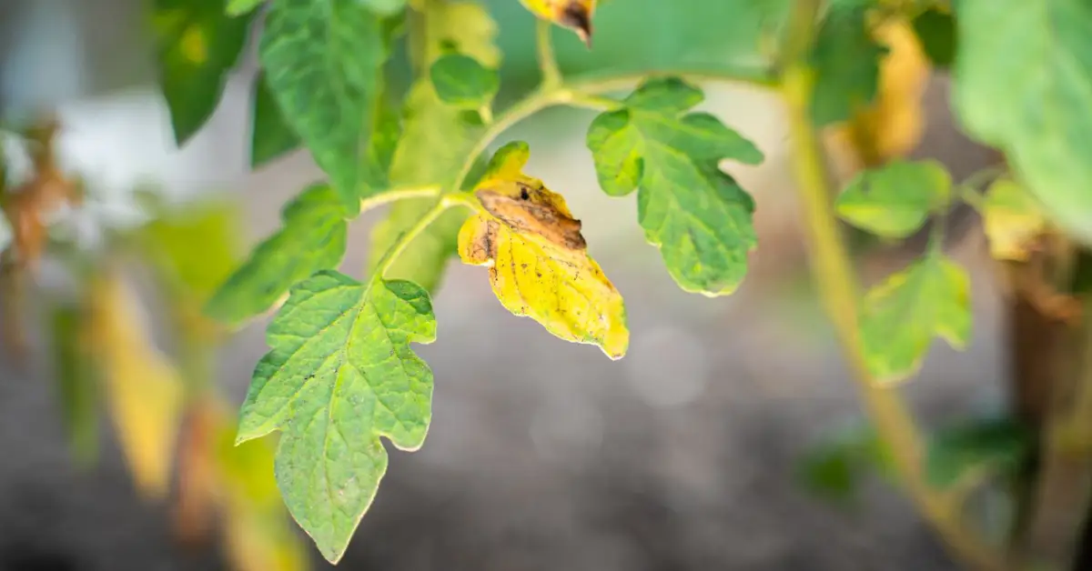 What’s Causing Holes in My Leaves