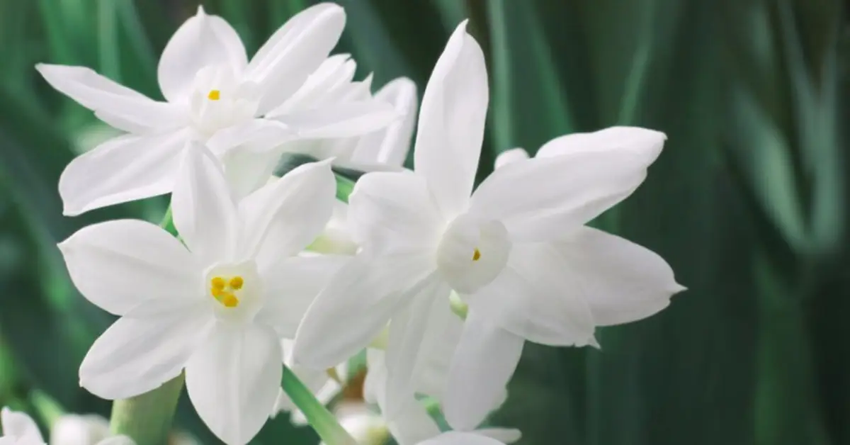 When and How to Plant Paperwhite Bulbs