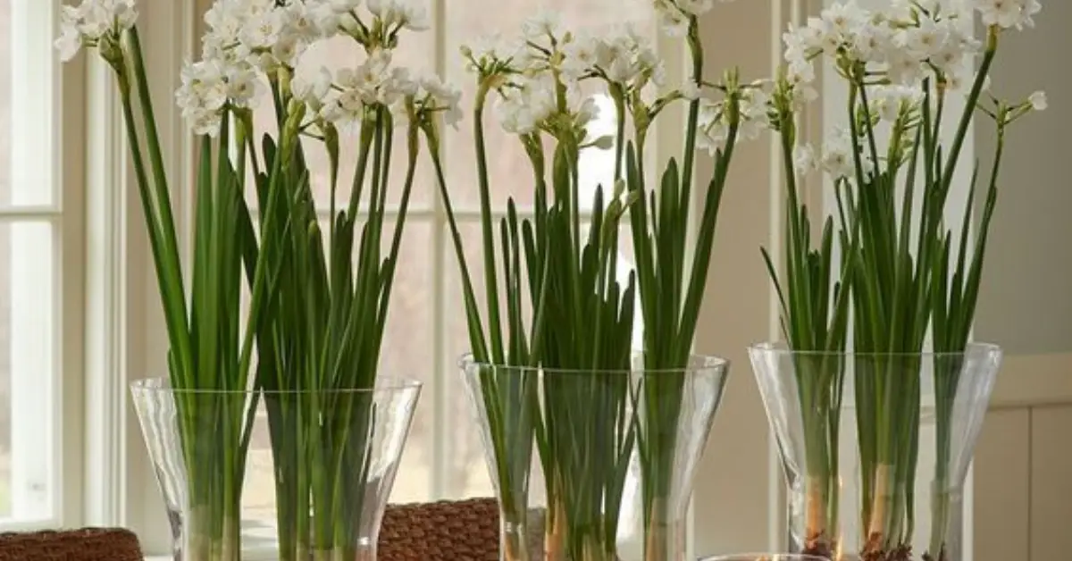 When and How to Plant Paperwhite Bulbs