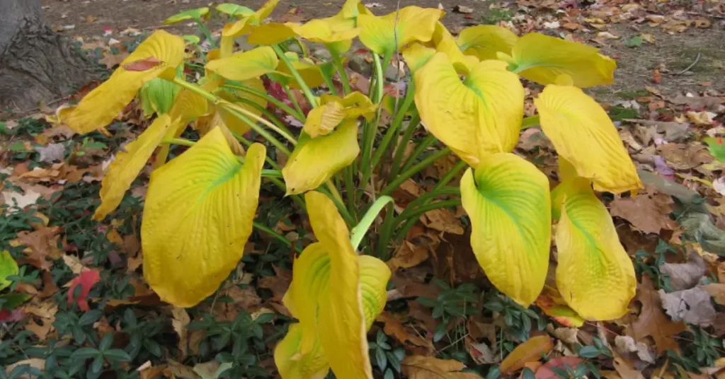 When to Cut Back Hostas in Fall