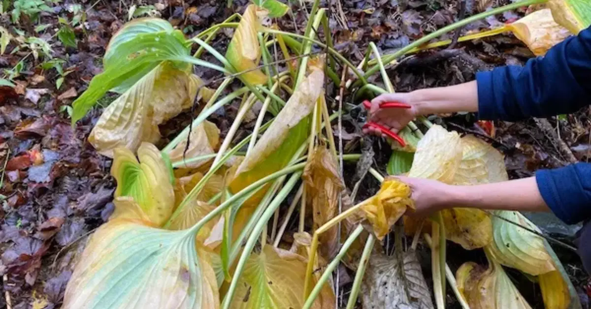 When to Cut Back Hostas in Fall