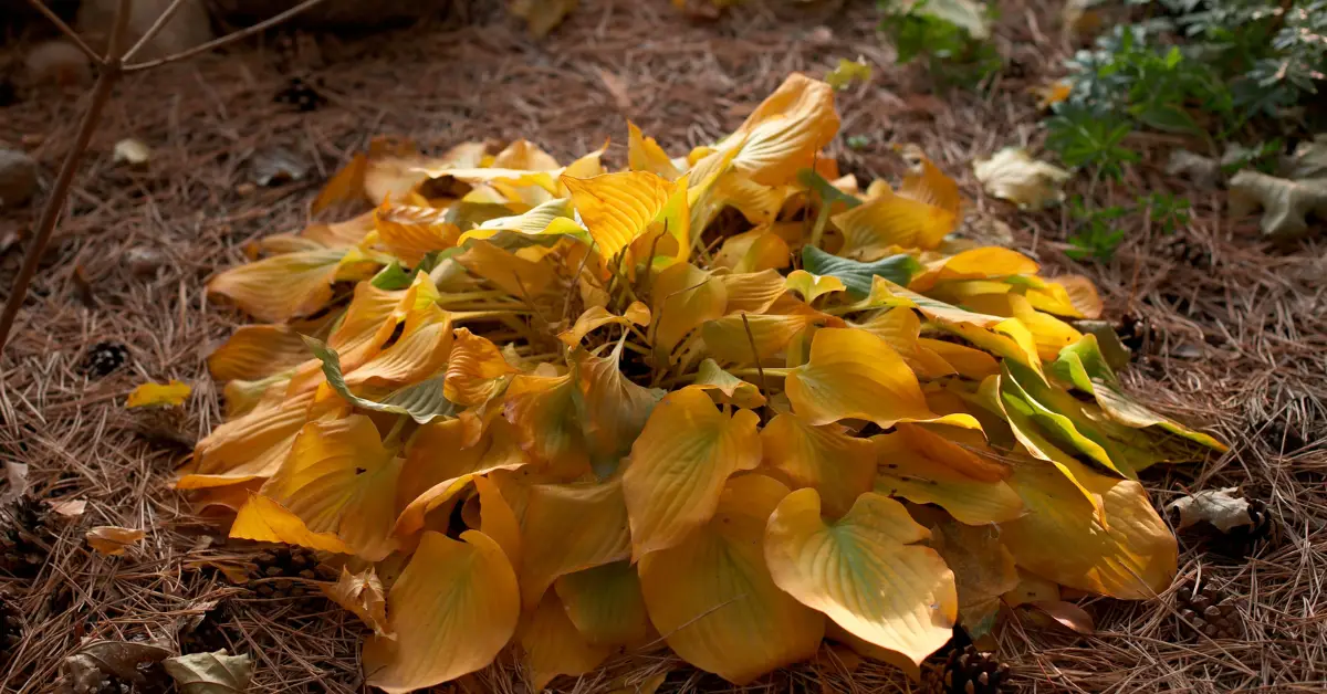 When to Cut Back Hostas in Fall
