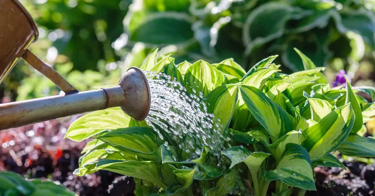 When to Cut Back Hostas in Fall
