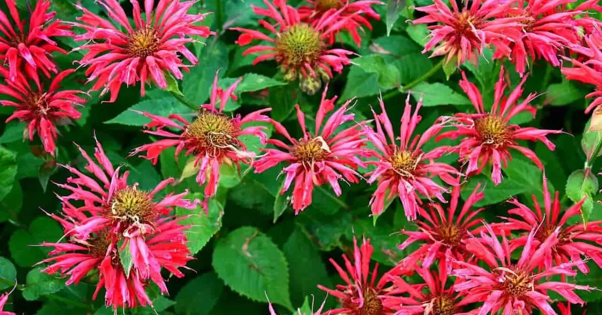 When to Prune Bee Balm