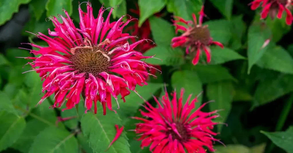 When to Prune Bee Balm