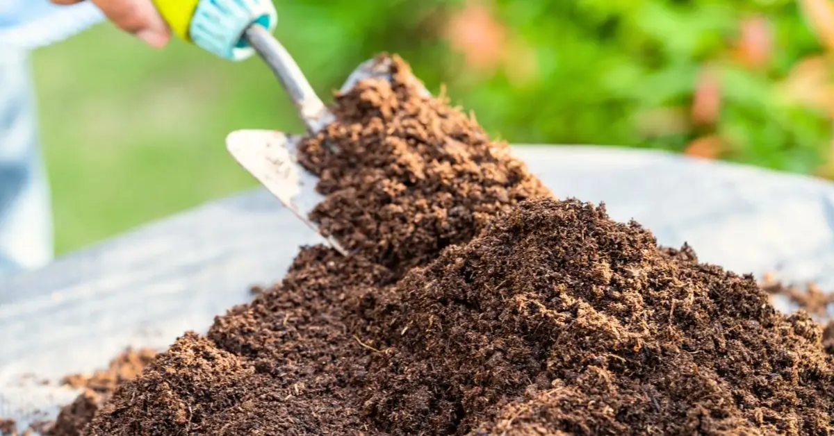 When to Prune Bee Balm