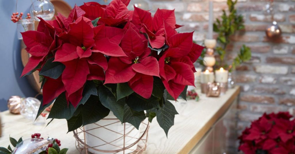 How to Make Poinsettia Bloom Again