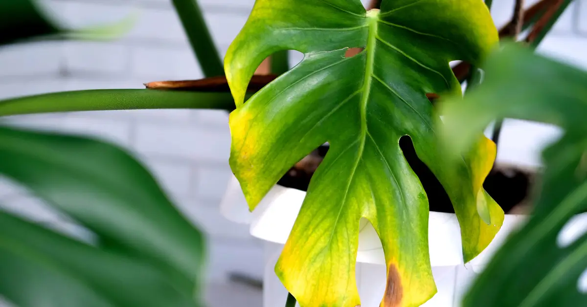 Why Are My Monstera Leaves Curling