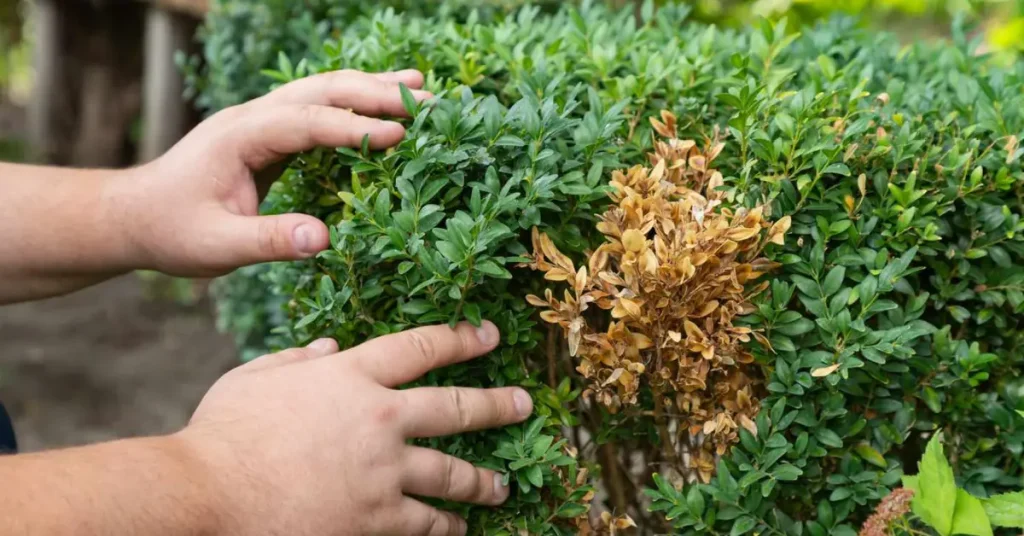 Why Does Boxwood Turn Brown