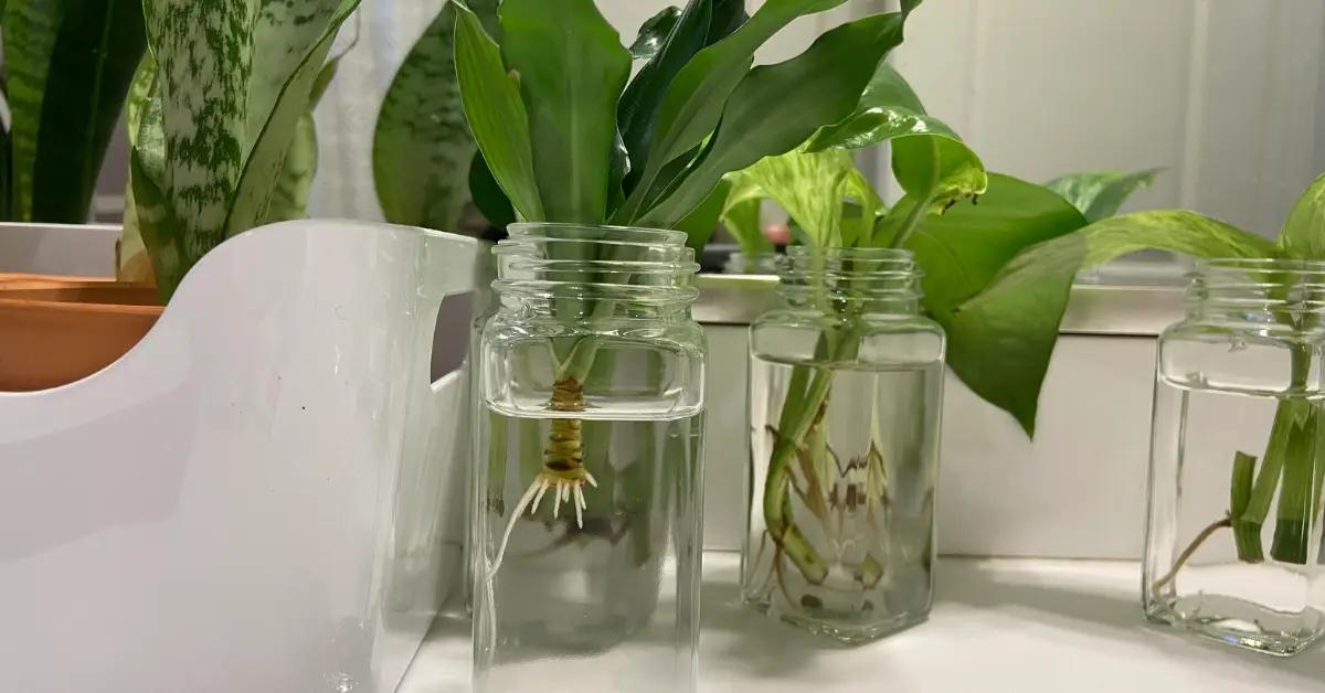 Why Dracaena Plant Leaves Turning Brown