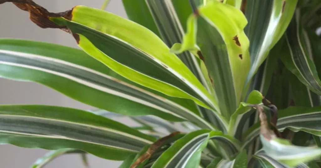 Why Dracaena Plant Leaves Turning Brown