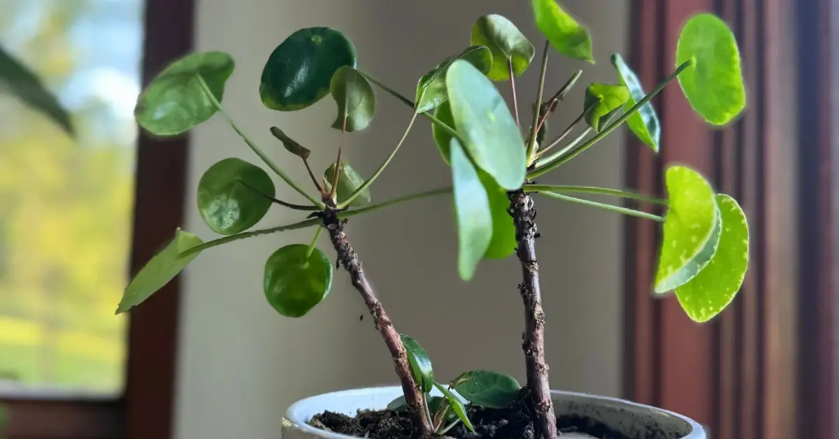Why Is My Peperomia So Leggy