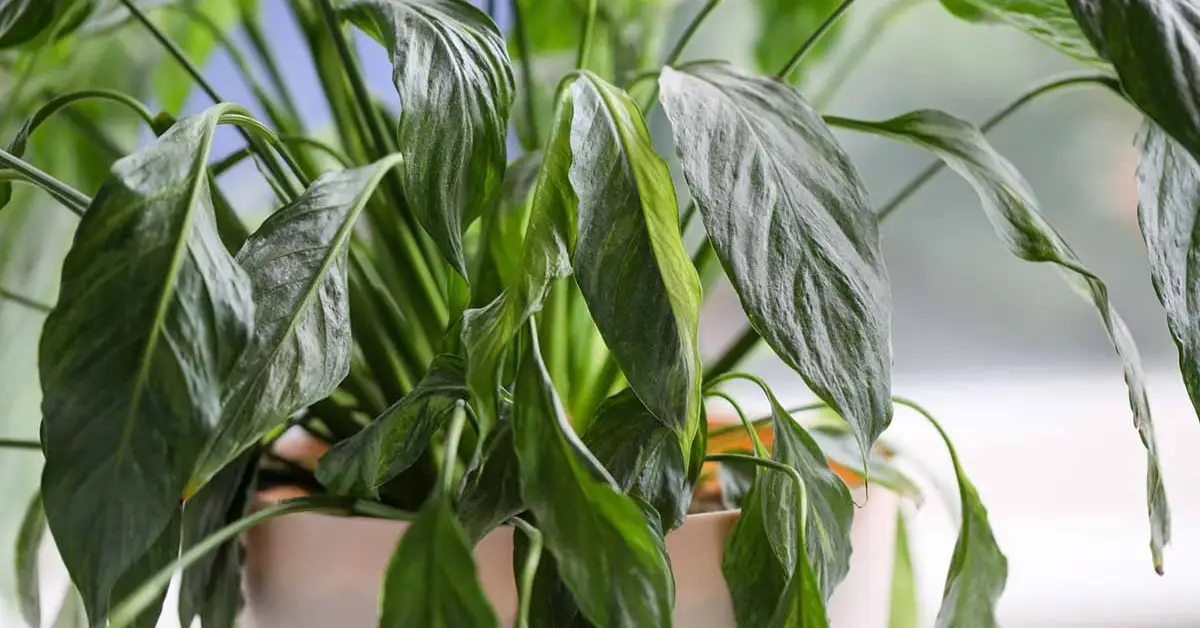 Why Peace Lily Leaves Turning Yellow