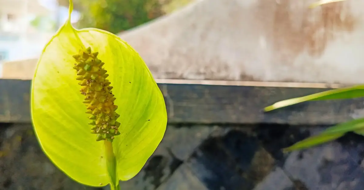 Why Peace Lily Leaves Turning Yellow