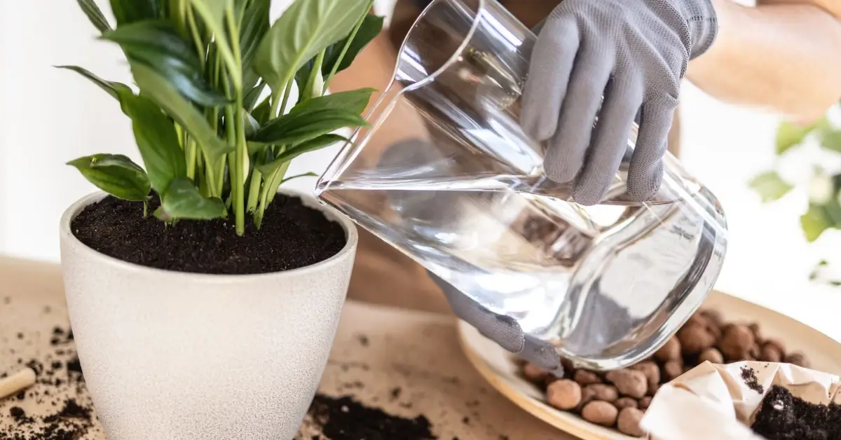 Why Peace Lily Leaves Turning Yellow