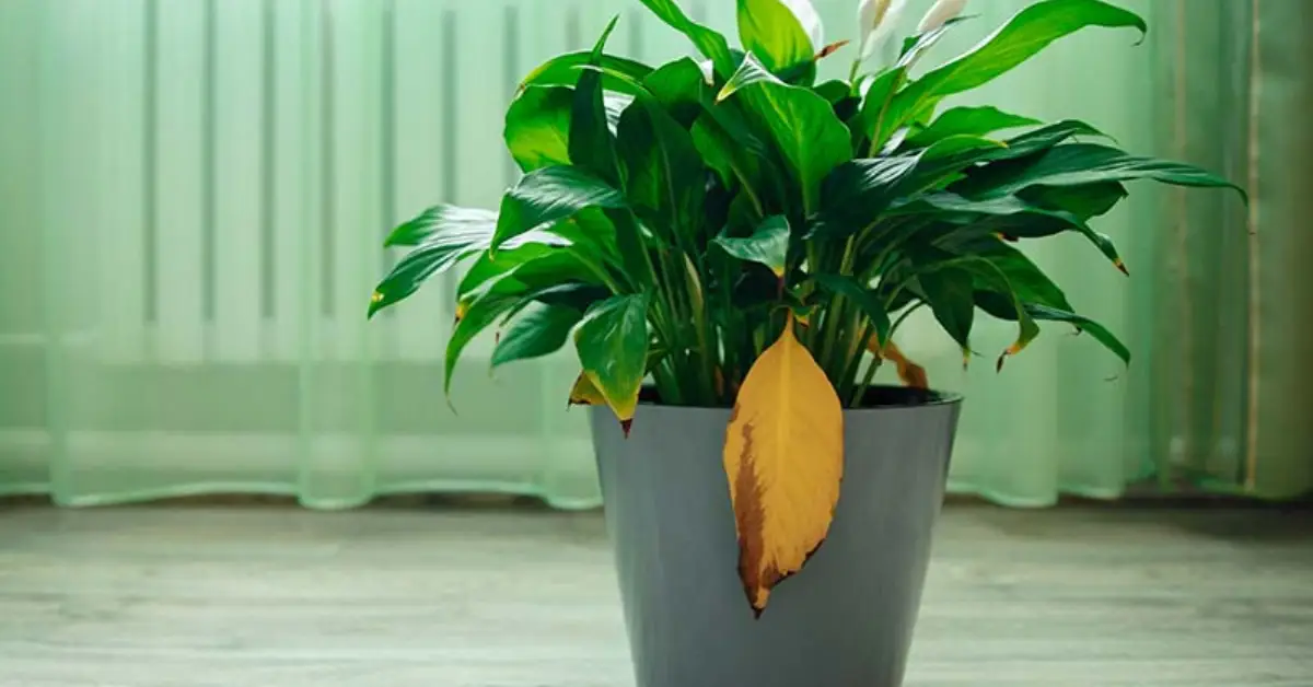 Why Peace Lily Leaves Turning Yellow