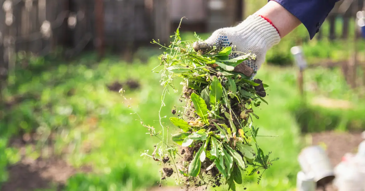 Best Time to Mulch