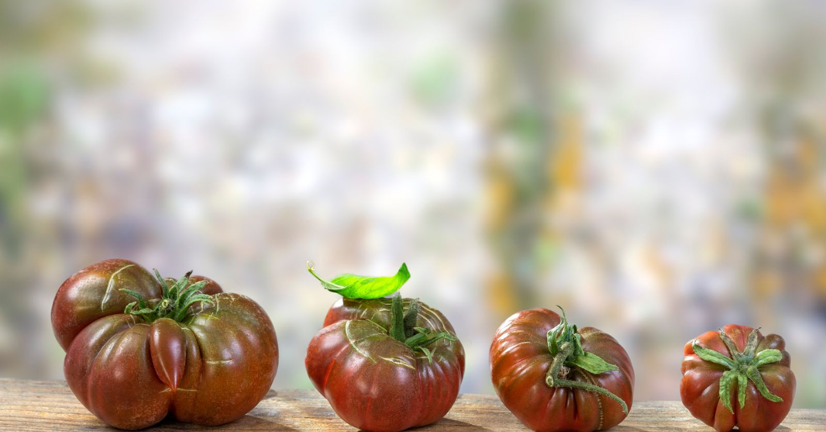 Black Krim Tomato Care