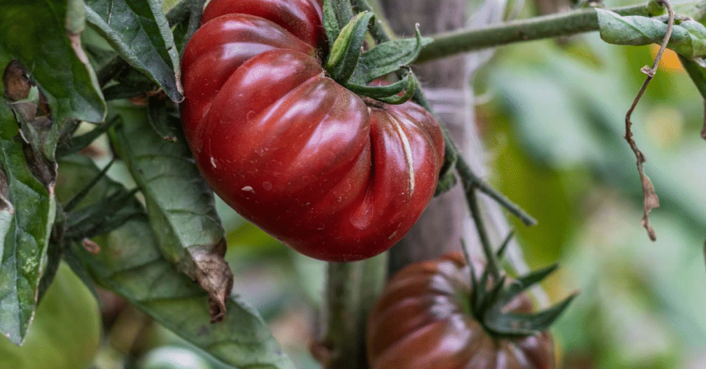 Black Krim Tomato Care