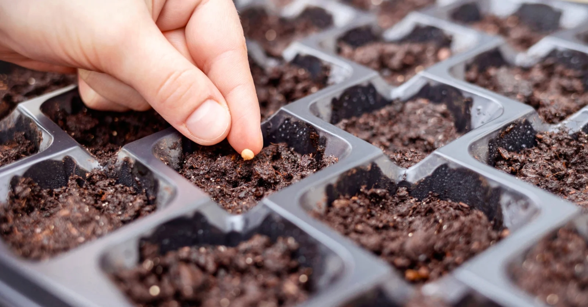 Black Krim Tomato Care