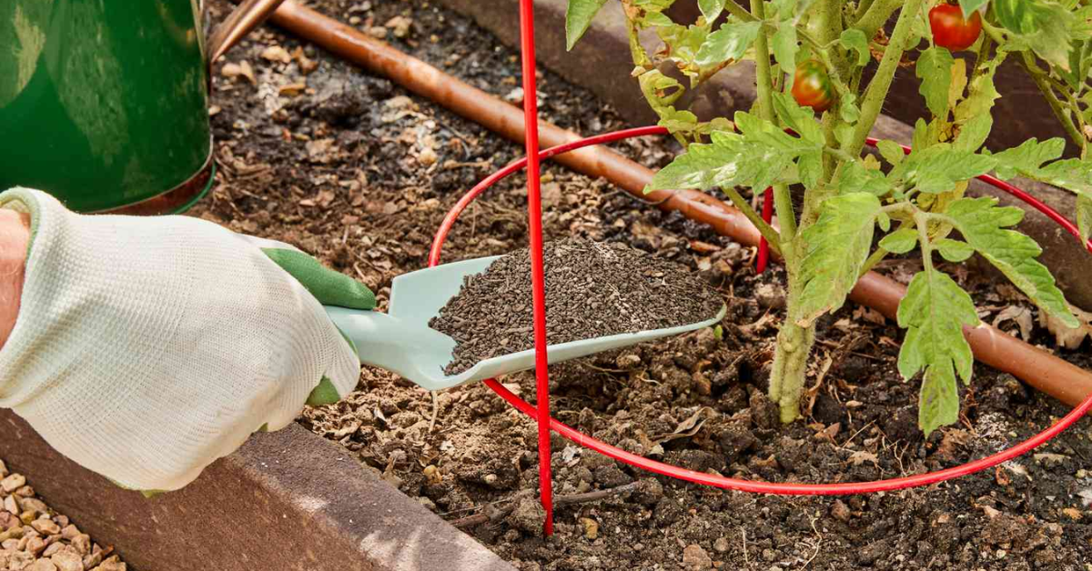 Black Krim Tomato Care