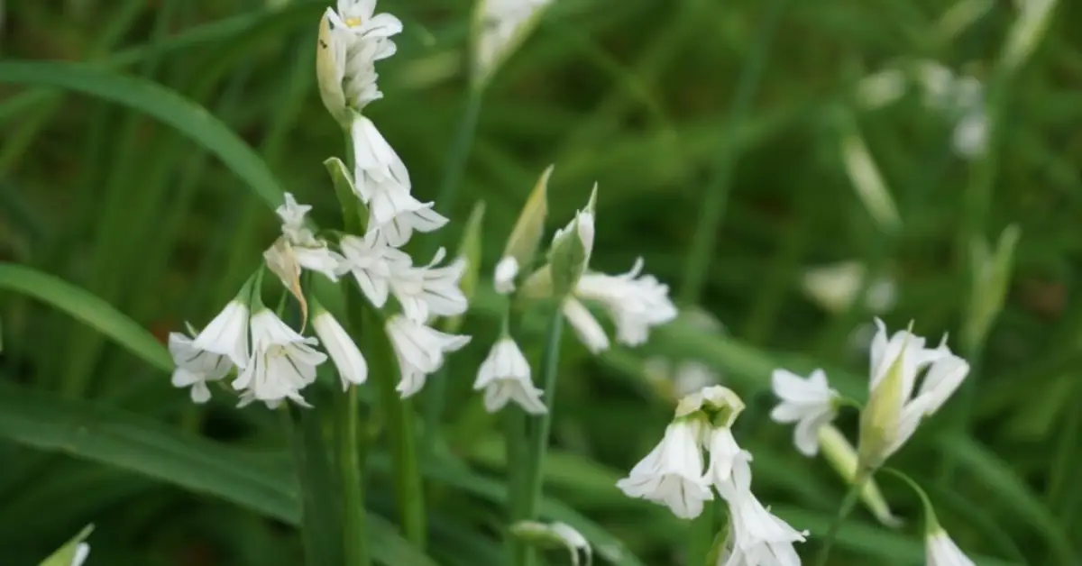 Bulbs You Should Never Plant in Your Garden