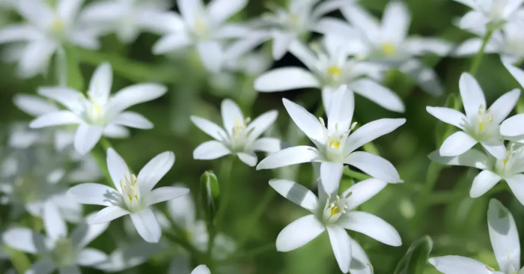 Bulbs You Should Never Plant in Your Garden