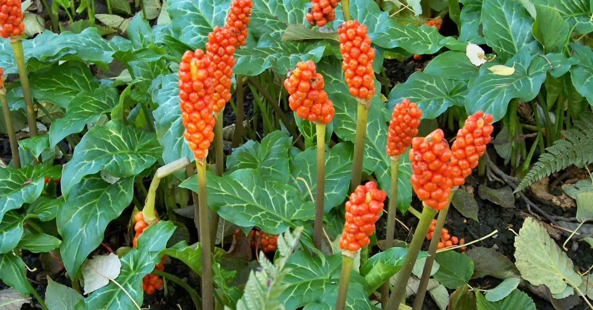 Bulbs You Should Never Plant in Your Garden
