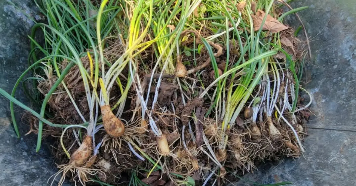Bulbs You Should Never Plant in Your Garden