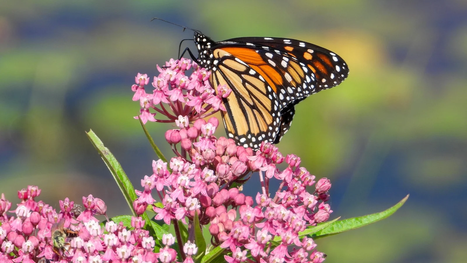 How to Build a Florida Butterfly Garden That Actually Attracts Natives