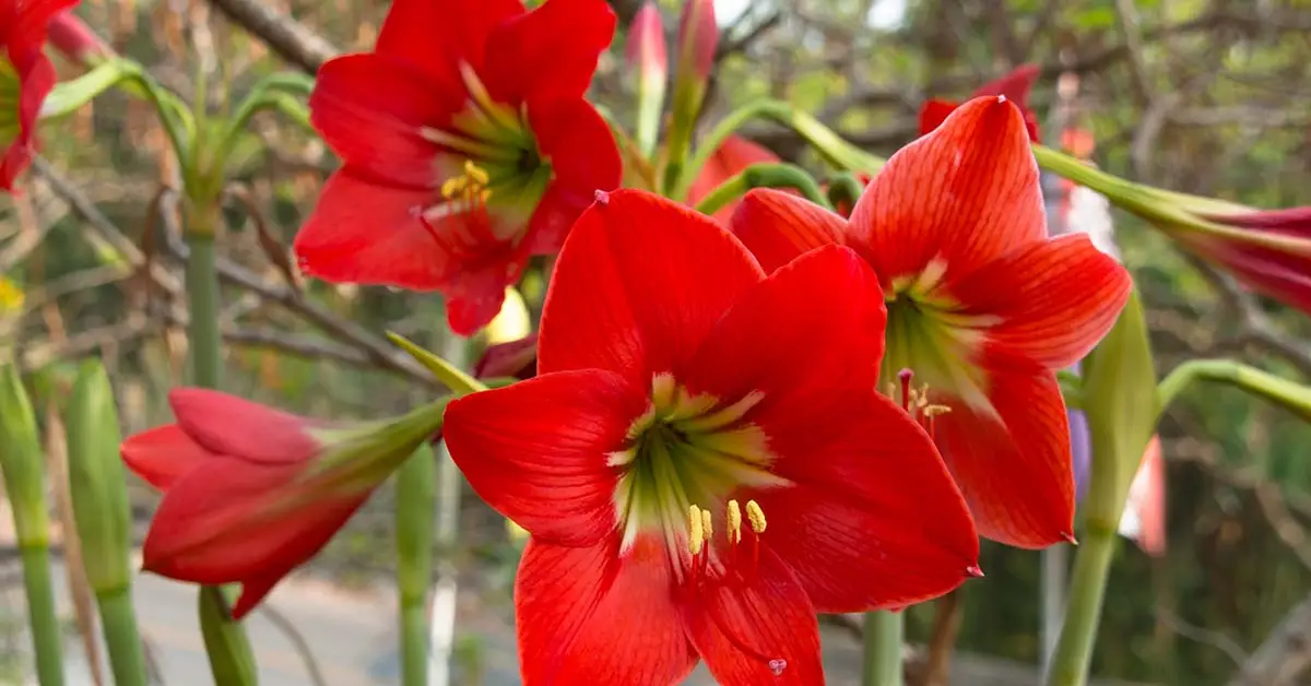 Can You Plant Amaryllis Outside